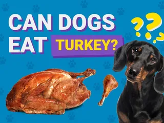Can Dogs Eat Turkey? Vet-Verified Nutrition Facts & FAQ