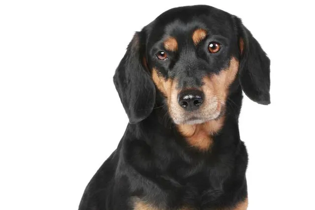 Latvian Hound Dog Breed: Info, Pictures, Care & More
