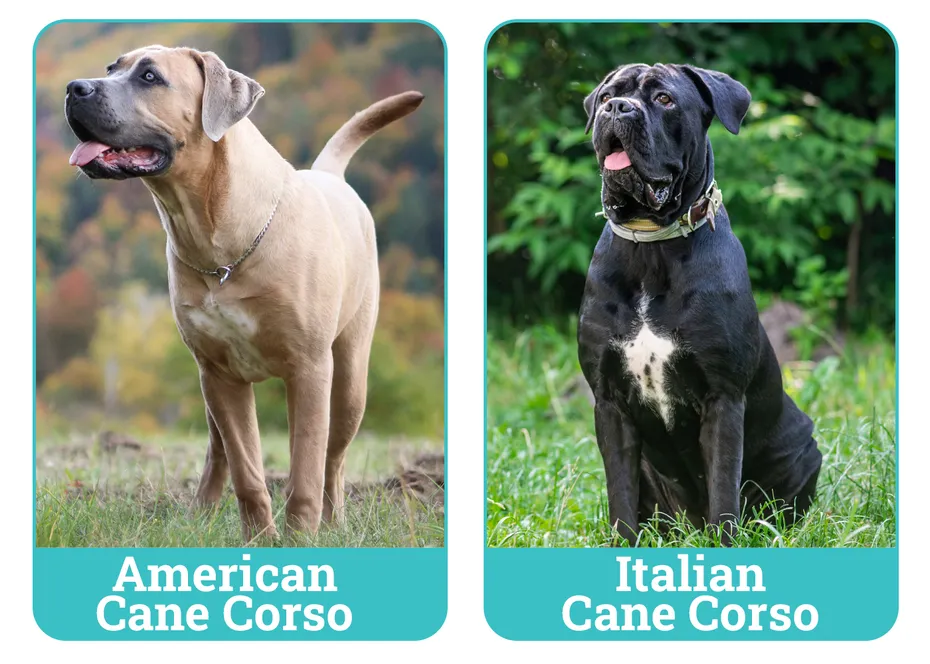 American Cane Corso vs Italian Cane Corso