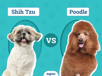 Shih Tzu vs Poodle: Notable Differences (With Pictures)