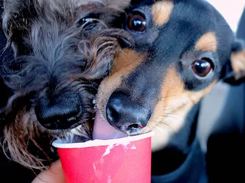 What's a Starbucks Puppuccino, & Is It Safe For Dogs? (2026 Guide)