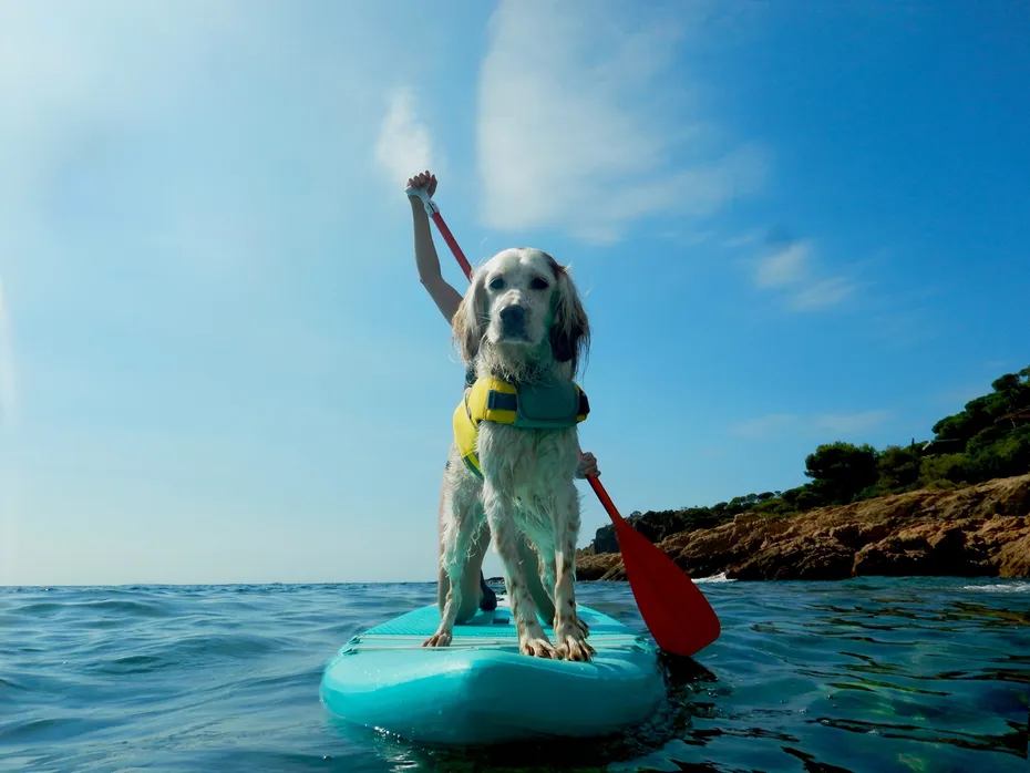 dog paddle surfing in life jacket with owner