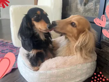 Long on Love: A Valentine’s Day Ode to My Doxie Sweethearts (with Video)