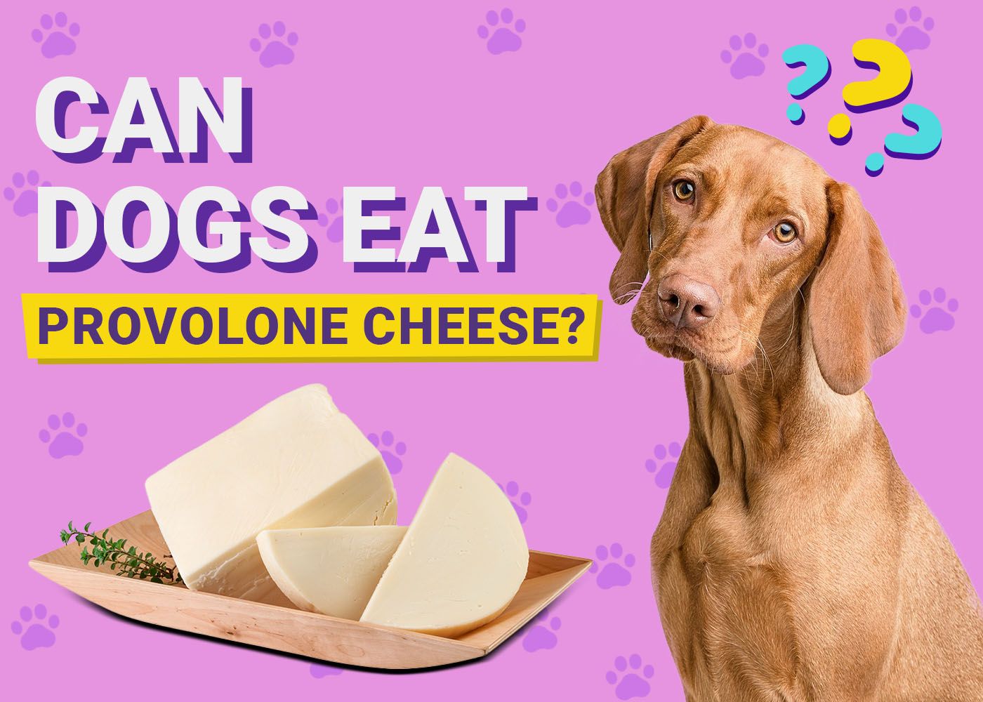 Can Dogs Eat Provolone Cheese
