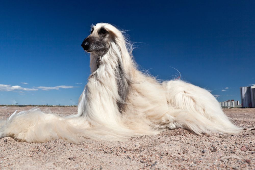 Afghan Hound dog is lying on the sand