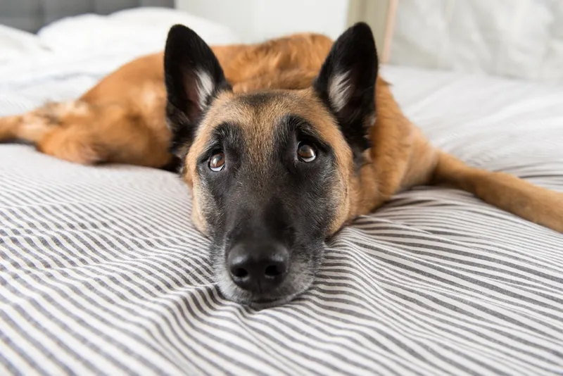 belgian malinois, eyes