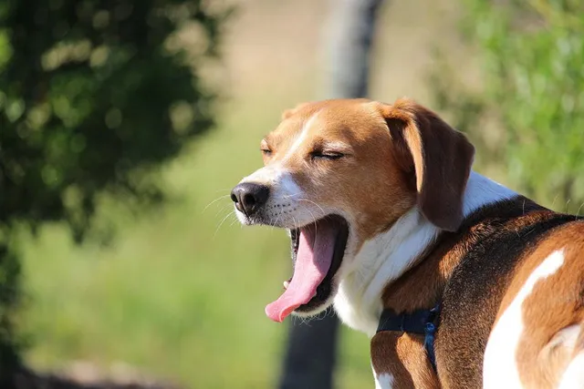 Is a Dog’s Bad Breath Typically From Their Stomach? Vet-Reviewed Facts