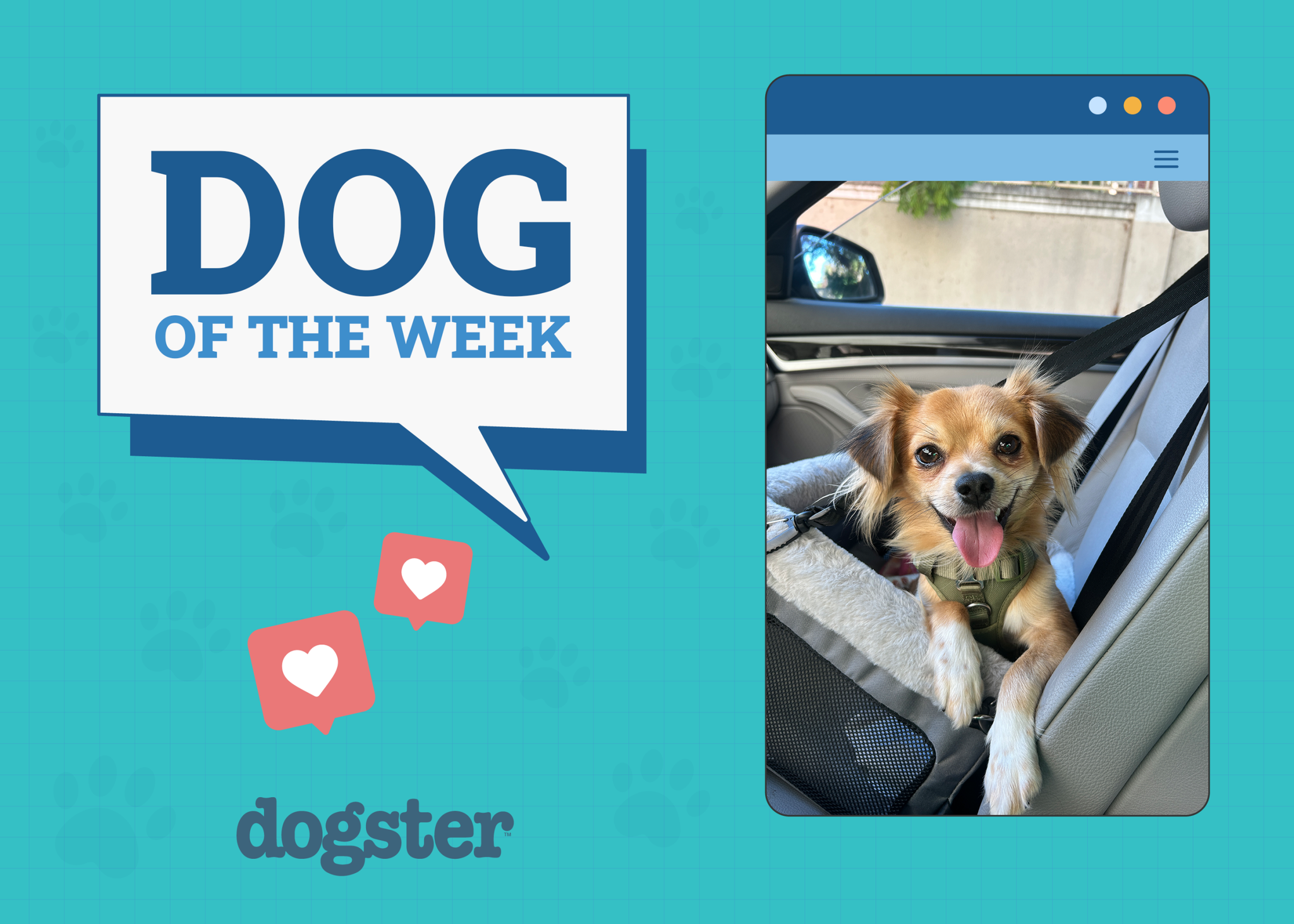 Dogster Photo Contest: Dogs of the Week Winners (November 27, 2025)