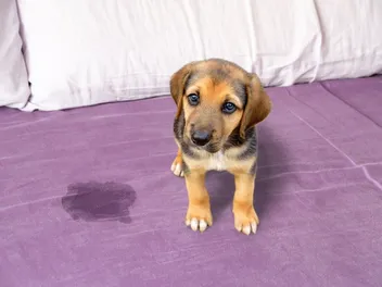 How to Get Dog Vomit Out of Mattress: 5 Ideas & Tips (With Pictures)