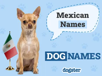 250+ Mexican Dog Names: Meaningful Ideas for Your Perrito
