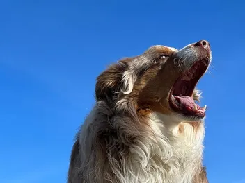 Do Australian Shepherds Bark a Lot? How Much & How to Stop It