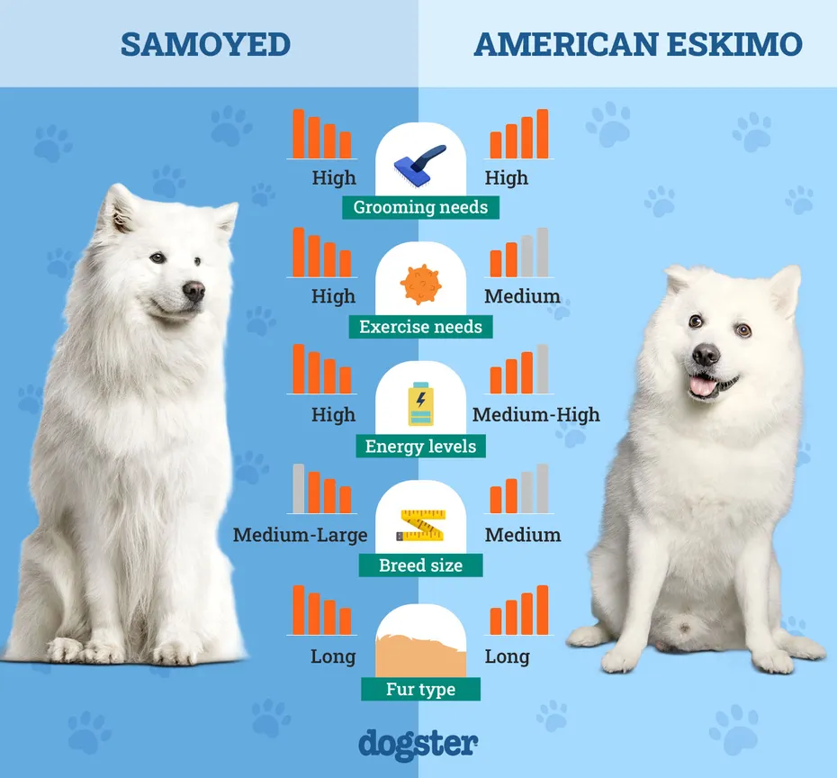 Dogster_Side by Side Comparison_Samoyed vs American Eskimo