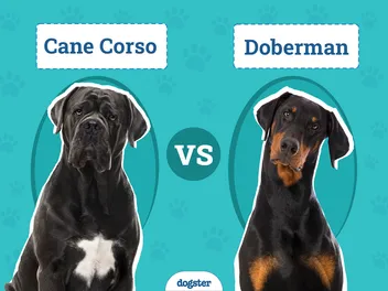 Cane Corso vs Doberman: The Differences (With Pictures)