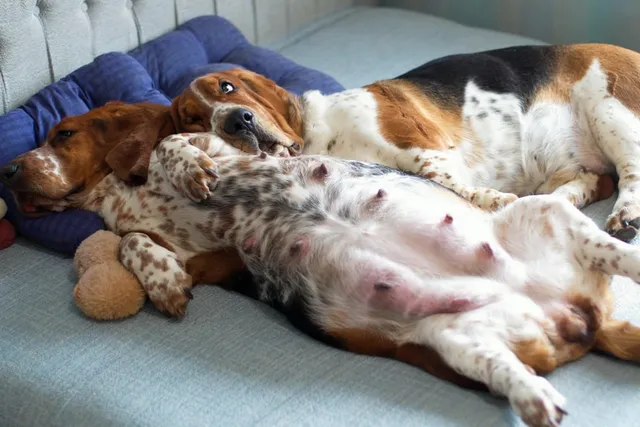 Dog Pregnancy: Vet-Reviewed Signs, Care & Potential Risks