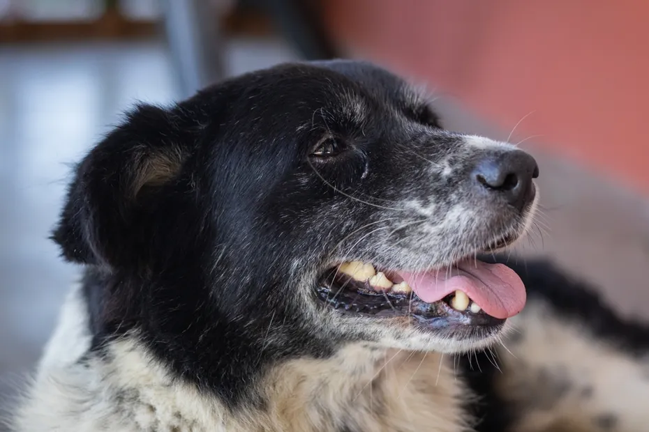 Dog panting with tongue out