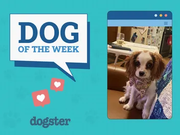 Dogster Photo Contest: Dogs of the Week Winners (April 3, 2025)