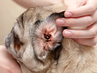 Why Does My Dog Keep Getting Ear Infections? Our Vet Explains Causes & Care