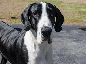 How Smart Are Great Danes? Breed History & Intelligence