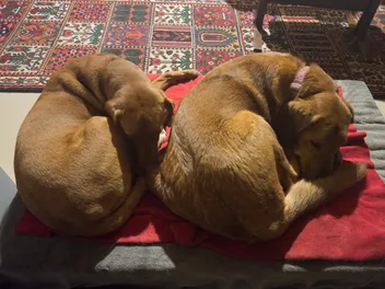 Dogs and Health Issues: No One's Perfect