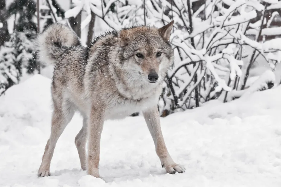 dire wolf in the snow