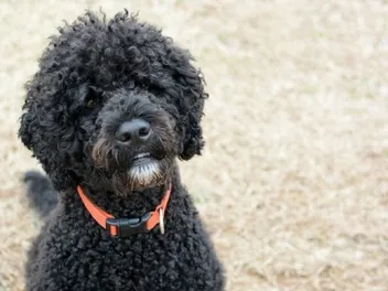 3 Amazing Portuguese Water Dog Haircuts (With Pictures)