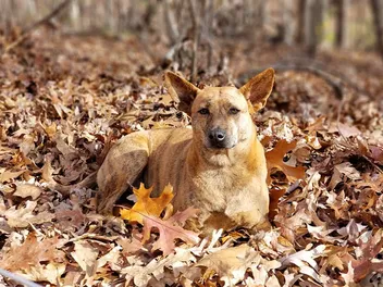 What Is a Phu Quoc Ridgeback Dog? History & Fun Facts