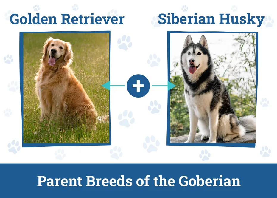 Parent Breeds of the Goberian