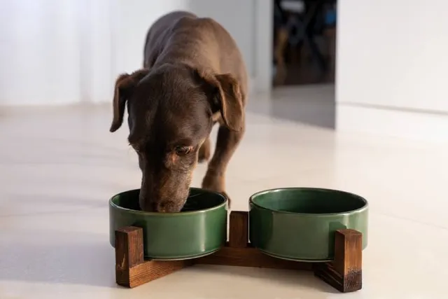 Is Lamb Dog Food Good for Dogs? Vet-Reviewed Benefits & FAQ