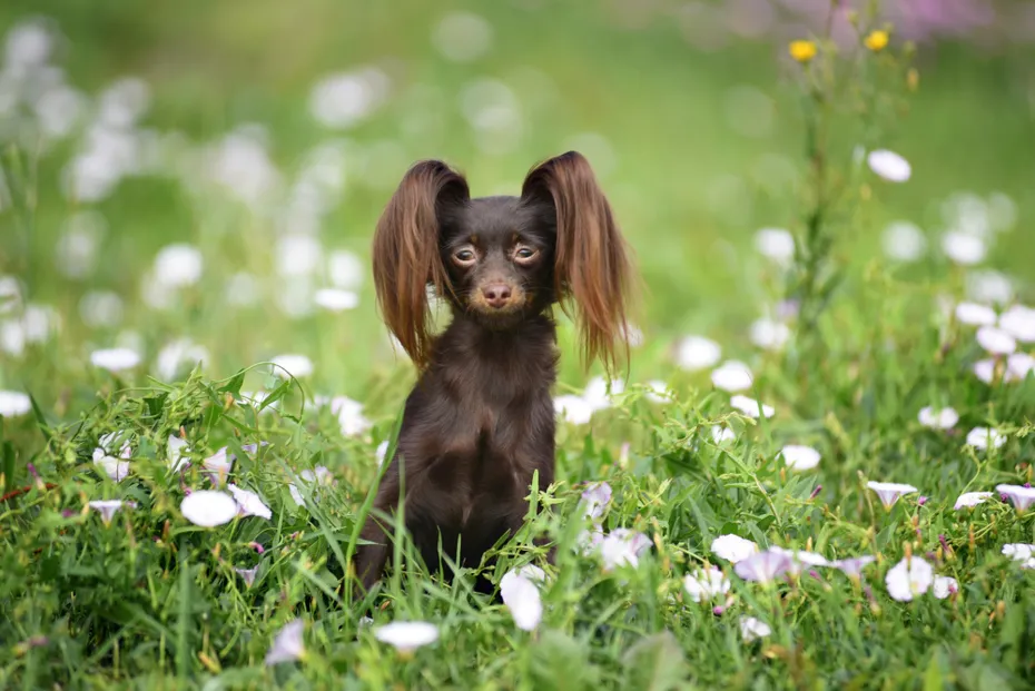 russian toy terrier dog sitting on the grass outdoors