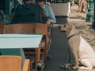 How to Train Your Dog to Behave at Restaurants: 4 Easy Steps