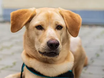 Akita Golden Retriever Mixed Dog Breed: Info, Pictures, Care & More