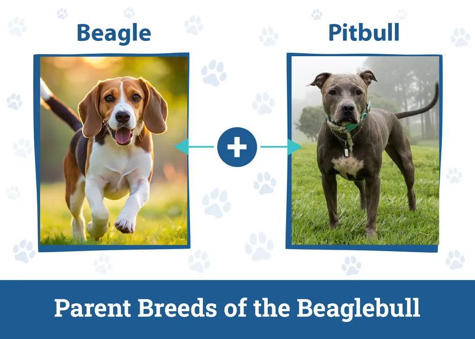 Parent Breeds of the Beaglebull