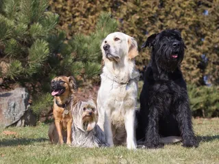 7 Most Popular Dog Breeds In New York (2026 Update with Pictures)