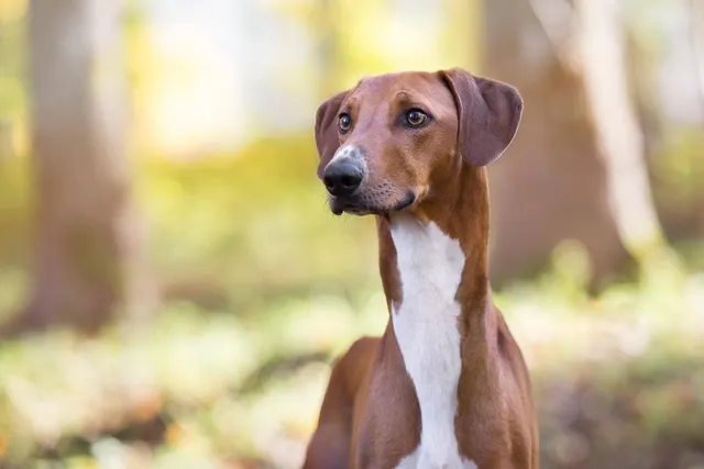 13 African Dog Breeds: Domesticated & Wild Canines (With Info & Pictures)
