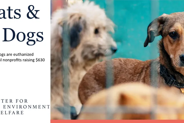 CONSUMER ALERT - Not All Animal Charities Make Santa’s ‘Nice’ List