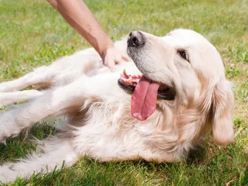 Why Do Dogs Twitch When Their Skin is Touched? 5 Vet-Reviewed Reasons