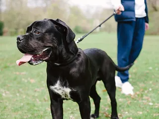 Cane Corso Dog: Breed Info, Pictures, Traits & Care