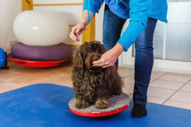 How to Train a Havanese: 14 Great Tips