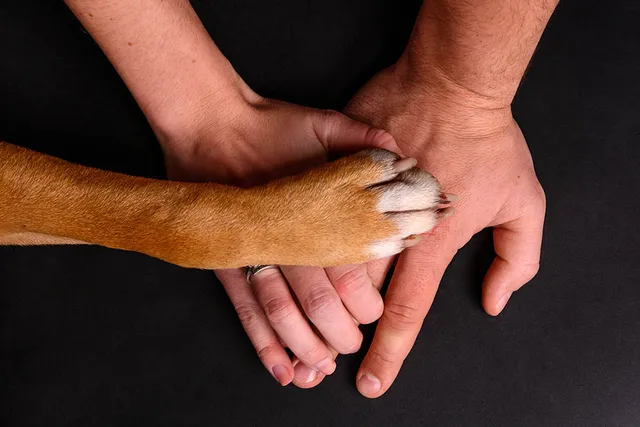 How Long Does It Take a Rescue Dog to Bond With You? Vet-Verified Facts & Advice