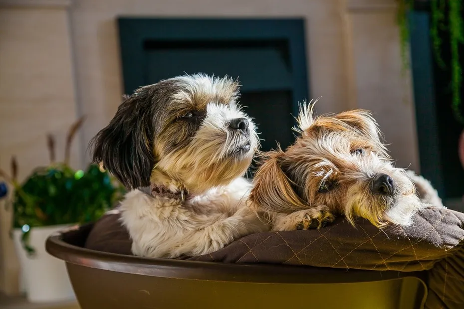 Lhasa-Apso-and-Shih-Tsu_Duncan-Woodhouse_shutterstock