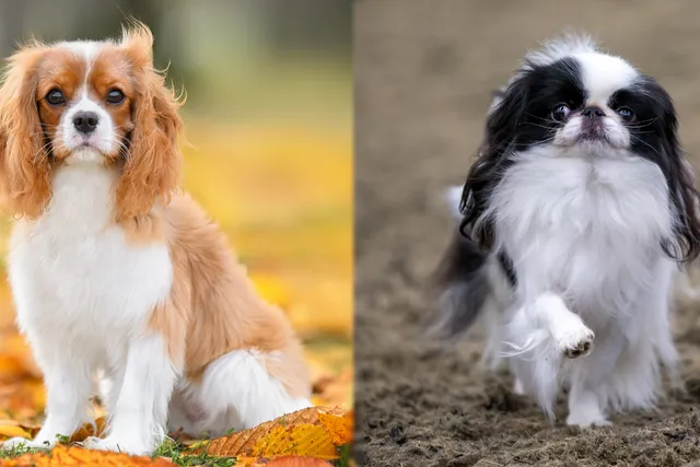 Cavachin Dog Breed: Info, Pictures, Care & Facts