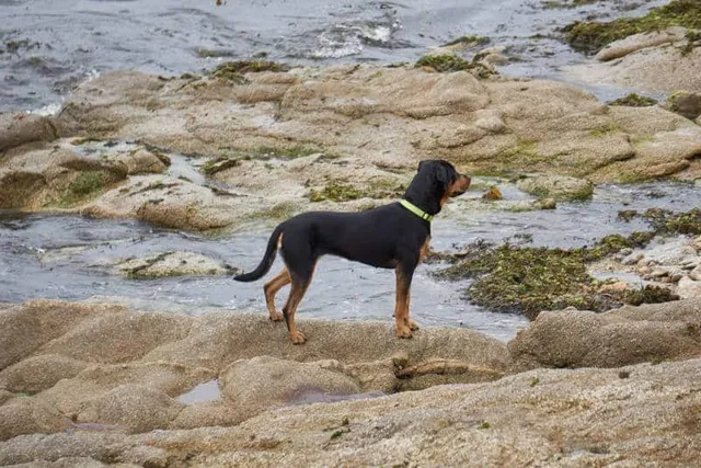 Beauceron Dog Breed: Info, Pictures, Facts, & Traits