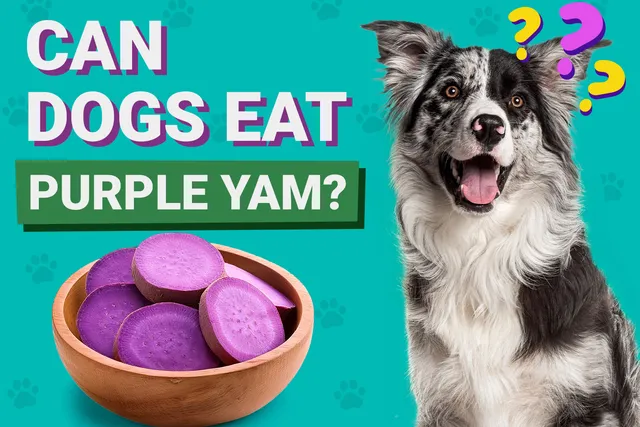 Can Dogs Eat Ube (Purple Yam)? Nutrition Facts & FAQ: Vet Answer