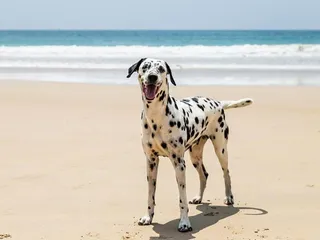 How Long Do Dalmatians Live? Vet-Reviewed Average Lifespan, Data & Care