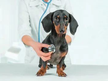 Bronchitis in Dogs: Signs, Causes, Care & FAQ (Vet Answer)