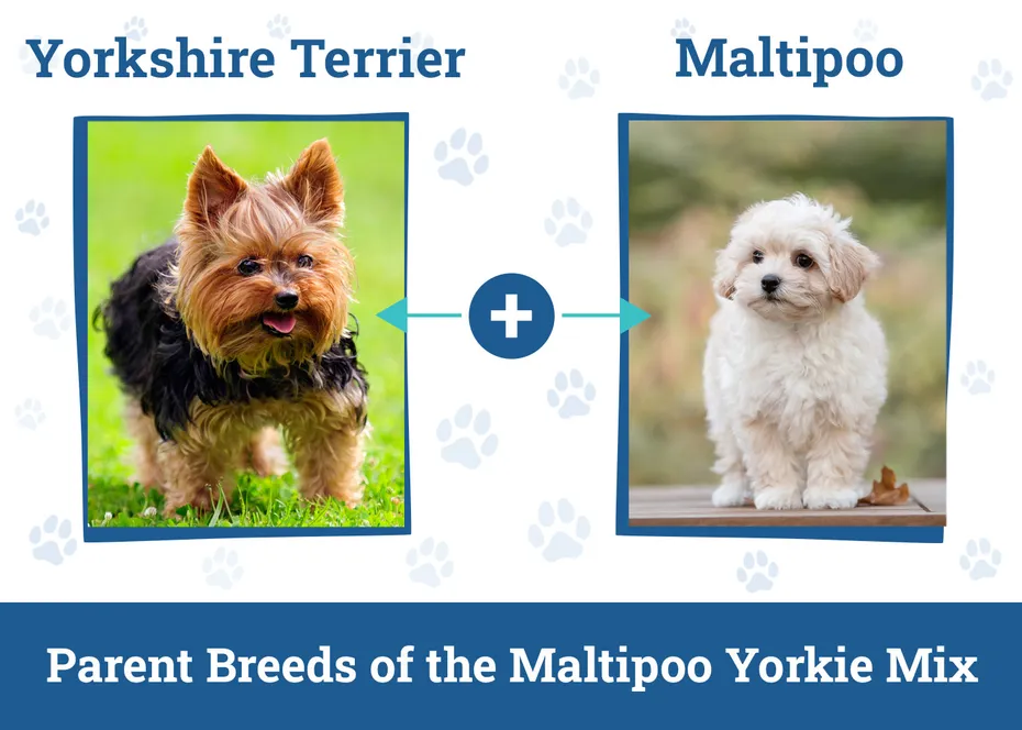 Parent Breeds of the Maltipoo Yorkie Mix