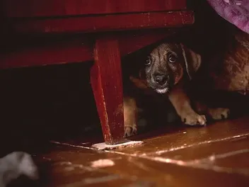 6 Sounds That Scare Dogs & Vet-Reviewed Ways to Help Them
