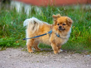 Affenhuahua Dog Breed: Info, Pictures, Care Guide & More