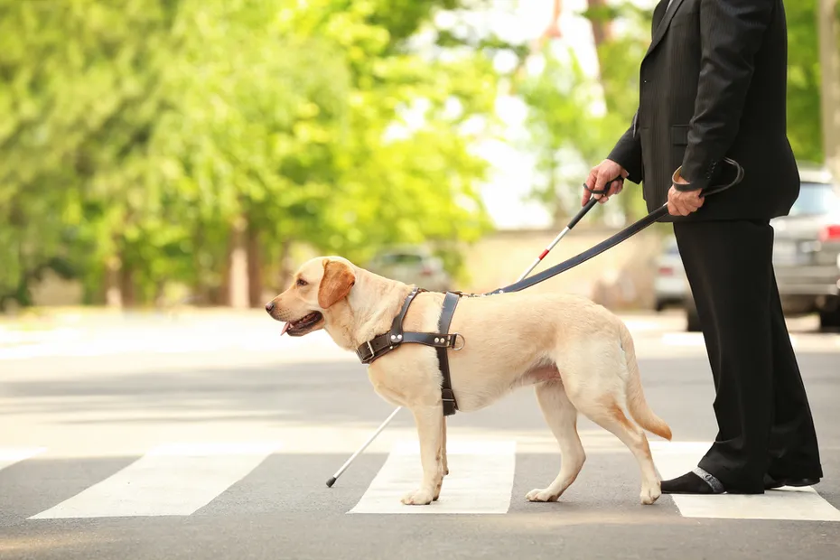 Guide dog helping blind man on pedestrian crossing
