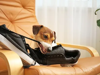How to Stop Your Dog From Chewing Shoes: 9 Vet-Verified Tips & Tricks